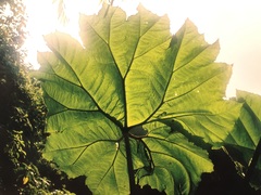 Gunnera insignis