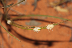Lomandra leucocephala