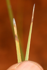 Lomandra leucocephala