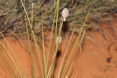 Lomandra leucocephala