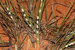 Lomandra leucocephala