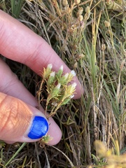 Symphyotrichum ciliatum