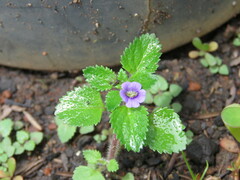 Stemodia verticillata