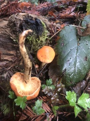 Pyrrhulomyces astragalinus