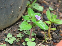 Stemodia verticillata