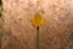 Ranunculus cardiophyllus