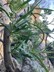 Acacia doratoxylon
