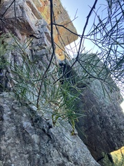 Acacia doratoxylon