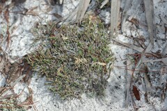 Selaginella arenicola