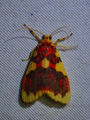 Barsine rubricostata