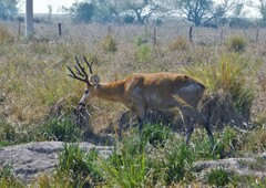 Blastocerus dichotomus