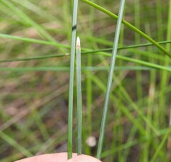 Lomandra multiflora