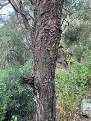 Acacia doratoxylon