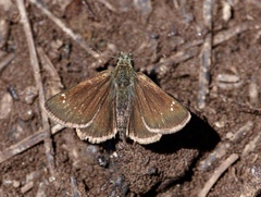 Piruna pirus