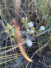 Symphyotrichum ciliatum