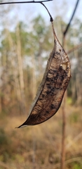 Sesbania vesicaria