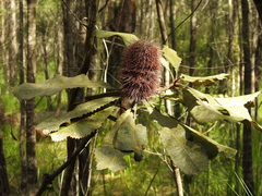 Banksia robur