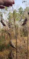 Sesbania vesicaria