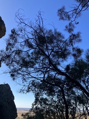Acacia doratoxylon