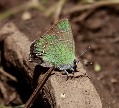 Callophrys affinis