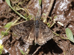 Erynnis afranius