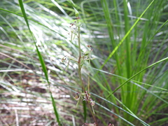 Arthrochilus irritabilis