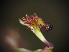 Arthrochilus irritabilis