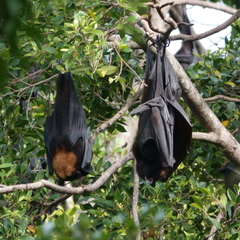 Pteropus alecto
