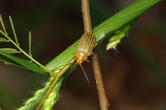 Metaxyonycha granulata