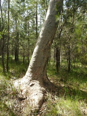 Eucalyptus bancroftii