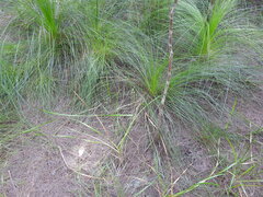 Arthrochilus irritabilis