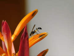 Sceliphron madraspatanum