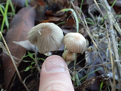 Coprinellus impatiens