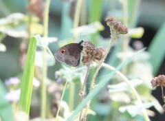 Strabena vinsoni