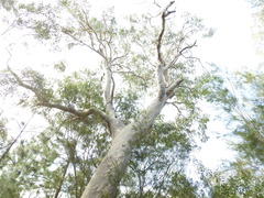 Eucalyptus bancroftii