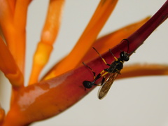 Sceliphron madraspatanum