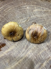 Suillus bellinii
