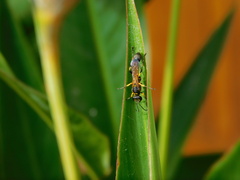 Sceliphron madraspatanum