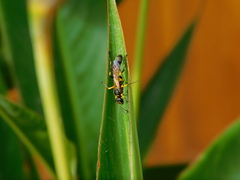 Sceliphron madraspatanum