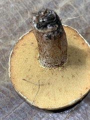 Suillus bellinii