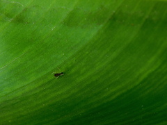 Coleosoma