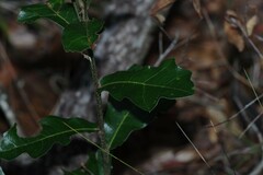 Quercus nigra