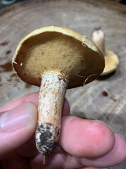 Suillus bellinii