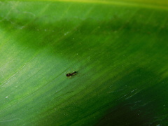 Coleosoma