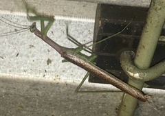 Coptopteryx gayi
