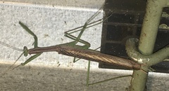 Coptopteryx gayi