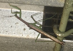 Coptopteryx gayi