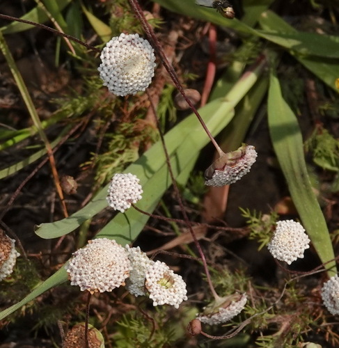 White Buttons (Cotula nudicaulis)