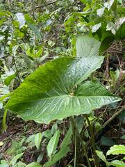 Xanthosoma robustum