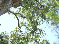 Eucalyptus bancroftii